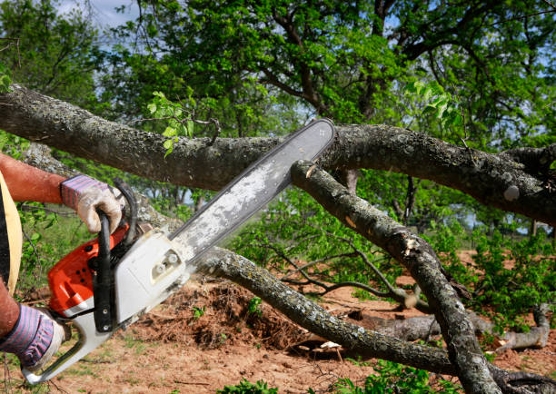 How Our Tree Care Process Works  in  Booker, TX